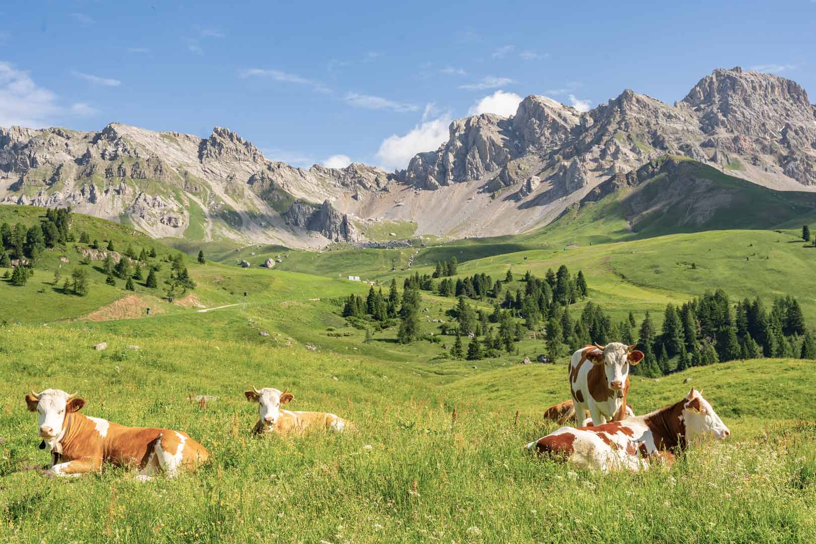 photo d'un paysage avec des vaches